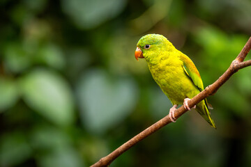 Obraz premium Orange-chinned Parakeet (Brotogeris jugularis) perched on a diagonal branch in a Costa Rican rainforest.