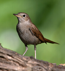Obraz premium a beautiful nightingale bird perched in freedom