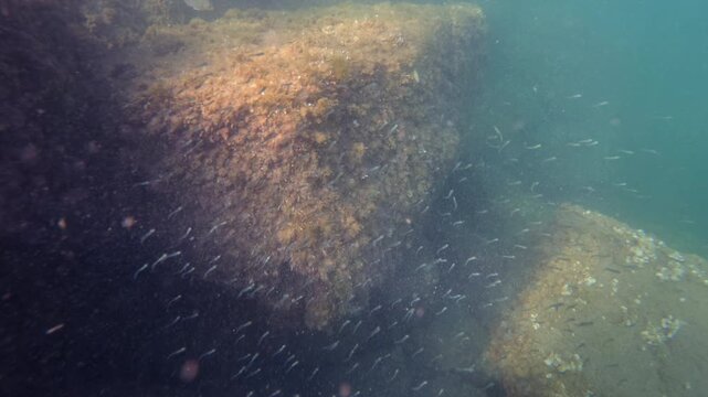 Hundreds of small anchovies forming a school, moving underwater along a rocky reef with marine vegetation in blue ocean water