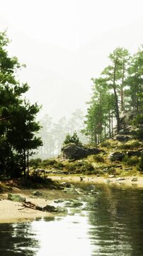 A group of tall trees stands on the riverbank beside calm water. The background shows soft mountains and mist in the air. Rocks and grass are scattered along the shore.