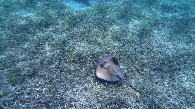 Southern stingray gliding across a seagrass bed before coming to rest