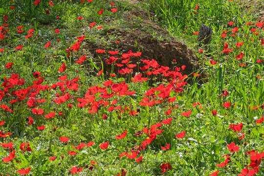 Spring bloom of anemones (Anemone coronaria) in the Negev