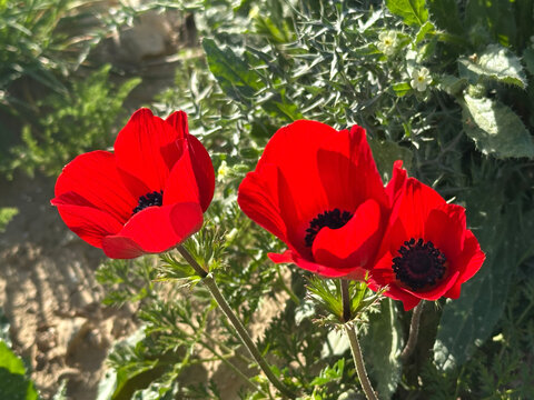 Spring bloom of anemones (Anemone coronaria) in the Negev