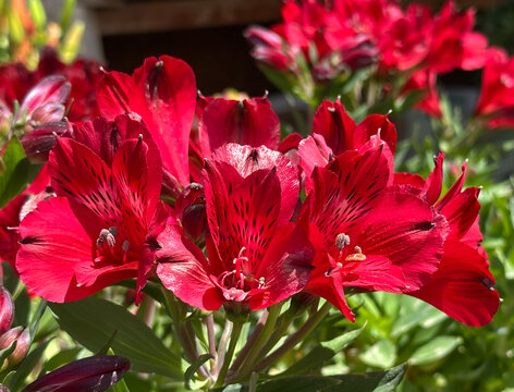 Peruvian Lily or Lily of the Incas (Alstroemeria)
