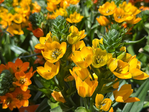 Star-of-Bethlehem or Ornithogalum (lat. - Ornithogalum dubium)