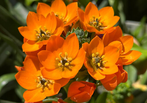 Star-of-Bethlehem or Ornithogalum (lat. - Ornithogalum dubium)