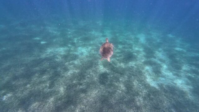 Sea turtle swimming toward the ocean surface to breathe