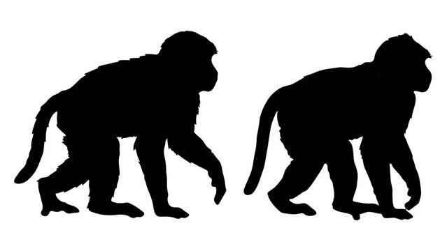 Silhouettes of Two Monkeys Walking Side by Side.