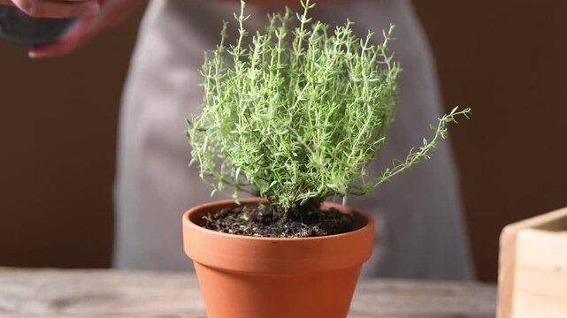 Woman spraying water onto thyme plant in pot at wooden table, closeup