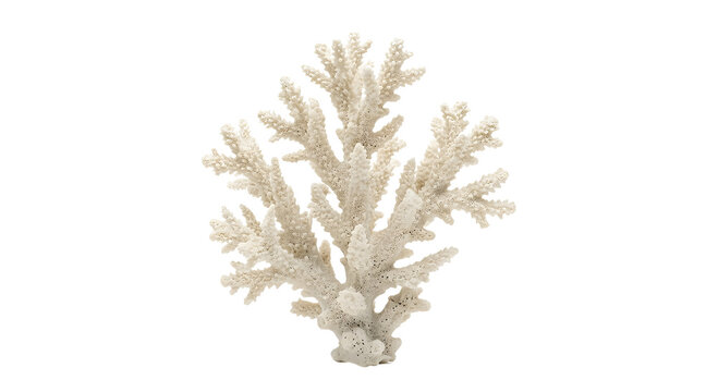 Detailed white coral branch isolated on black background