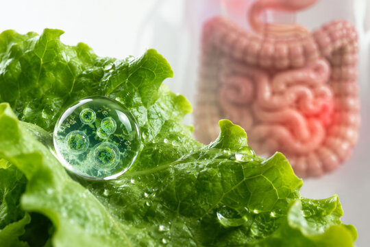 Contaminated lettuce and Cyclospora parasite causing cyclosporiasis, food safety, intestinal infection and fresh produce contamination concept