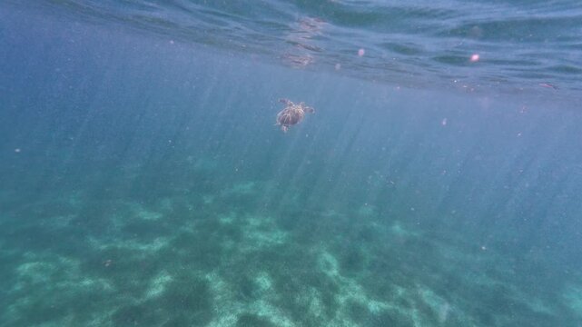 Sea turtle surfacing for air in crystal clear waters off Culebra, Puerto Rico