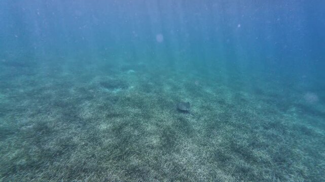 Southern stingray gliding across a seagrass-covered ocean floor in Culebra, Puerto Rico
