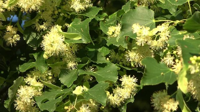 Bees pollinating blooming linden tree flowers in spring