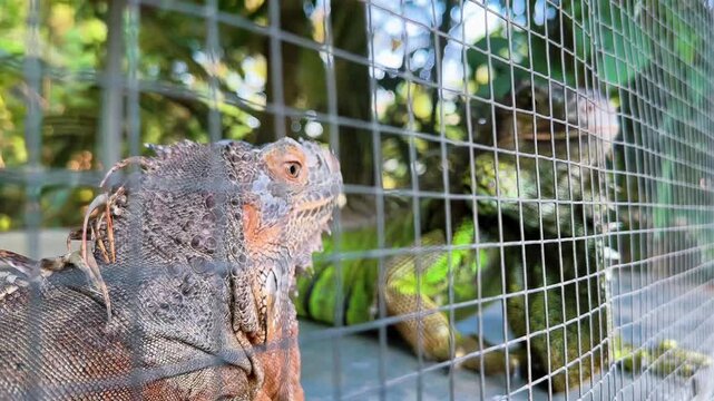 A large iguana stands behind a metal fence in a zoo enclosure with trees.