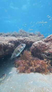 pufferfish swimming in ocean