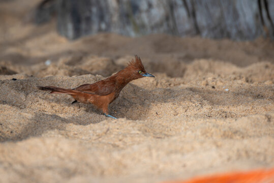 Aves silvestres