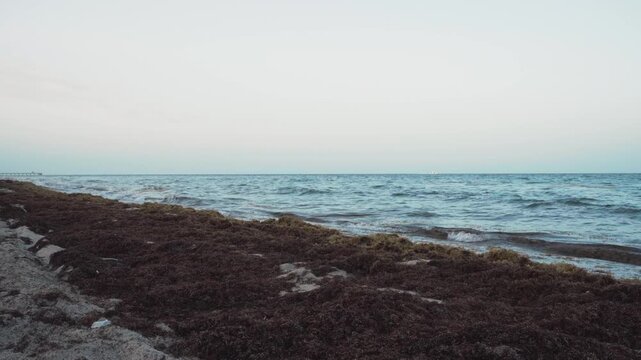 sargassum seaweed on Florida beach