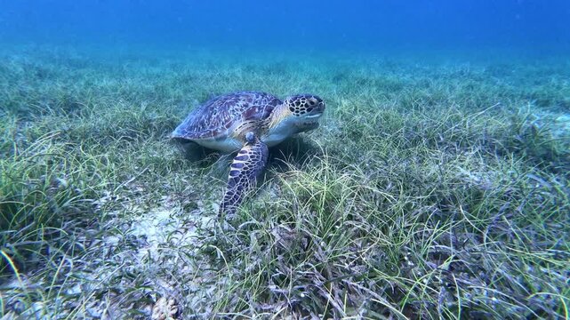 Green sea turtle grazing on seagrass before swimming along the ocean floor