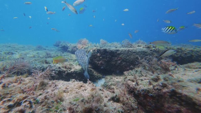 tropical fish swimming in ocean with coral reef