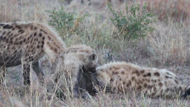 Three Spotted Hyenas Socializing and Playing in Dry Grass, Sabi Sands Game Reserve, South Africa