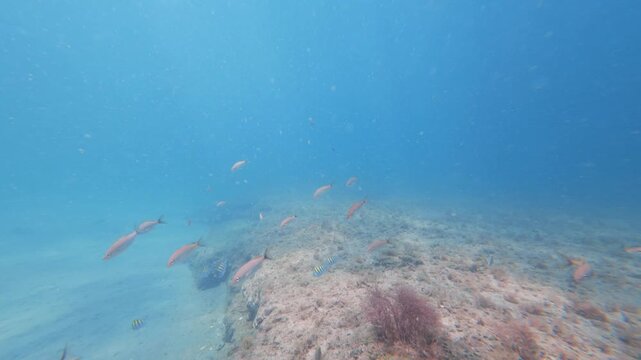 tropical fish swimming in ocean with coral reef
