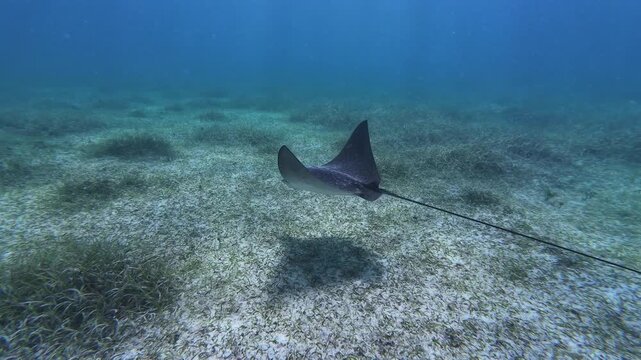 Close-up of a southern stingray gliding across the tropical seafloor