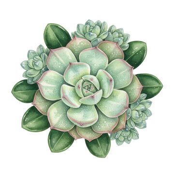 Collection of mint-green echeveria, emerald-green crassula and translucent rosettes on white background, botanical watercolor illustration with serene atmosphere