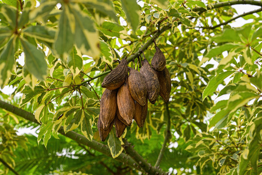 Dried kapok fruits on the tree, surrounded by green leaves.