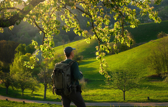Male hiker with backpack standing under the beautiful illuminated green branches of a tree and enjoying the view on rolling hills