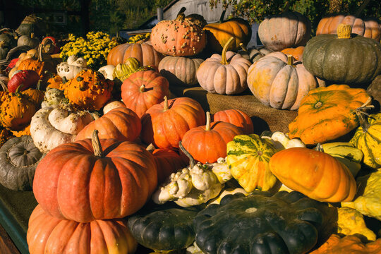 Colorful pile of a variety of edible and ornamental pumpkins displayed in sunshine on a farmer's market
