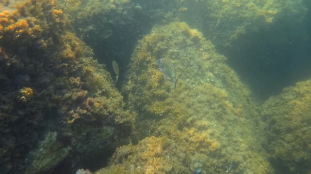 Sarpa salpa, known as dreamfish, swimming near rocks and colorful marine algae in clear ocean water