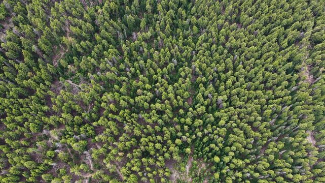A thick forest of Lodgepole pine trees grows in the Deschutes National Forest near Mt. Bachelor, Oregon. These evergreen trees thrive in the volcanic soils of this area.