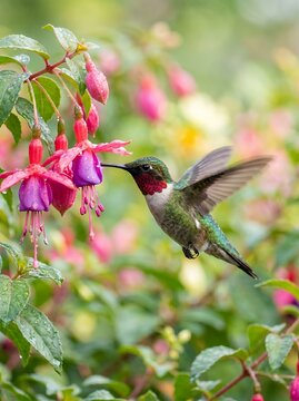 Ruby throated hummingbird feeding on fuchsia flowers in a garden.