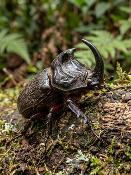 Rhinoceros Beetle Insect on Mossy Log in Rainforest.