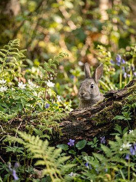 Small rabbit peeking from behind a mossy log in a lush green forest with wildflowers.