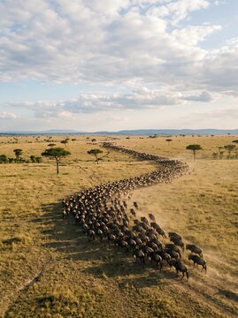 Vast herd of wildebeest migrating across the African savanna landscape.