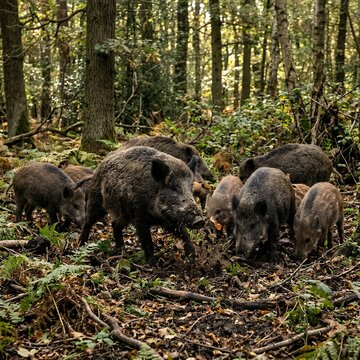 Wild Boar Family Foraging in a Lush Forest Ecosystem.