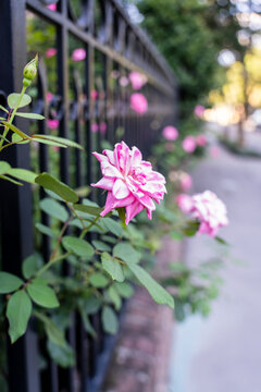 Pink roses blooming on black iron fence along city sidewalk