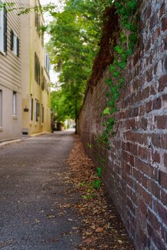 Ivy climbing brick wall along quiet historic alley