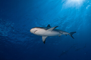 Obraz premium Caribbean reef shark swimming upward against sun rays illuminating the ocean surface