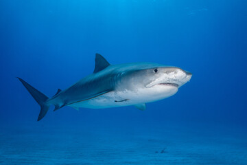 Obraz premium Tiger shark cruising past a shallow sandy seabed in clear blue water