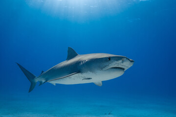 Obraz premium Tiger shark cruising past a shallow sandy seabed under a sunburst