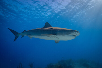 Naklejka premium Tiger shark cruising through clear blue open water near a sunlit ocean surface