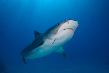 Fototapeta premium Tiger shark swimming upward through clear blue pelagic water