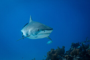 Naklejka premium Tiger shark swimming head-on above a coral reef ridge with a background fish