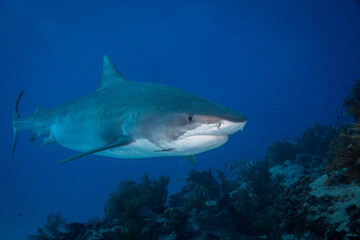 Fototapeta premium Tiger shark swimming past a dark rocky reef ledge