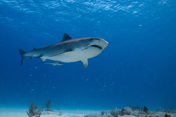 Fototapeta premium Tiger shark cruising past a sandy reef floor below a rippling surface with a clinging sharksucker remora