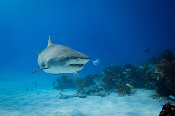 Naklejka premium Tiger shark swimming head-on over a sandy reef floor next to coral mounds