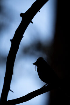 Breakfast at Dawn